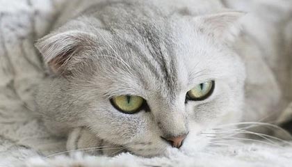 王晓瑞：泰山之惑，中超之惑